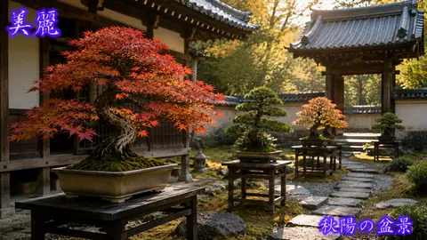秋陽に染まる盆景の寺庭 thumbnail