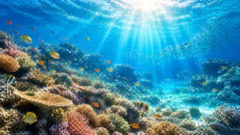 光と魚が舞う南国サンゴ礁 thumbnail